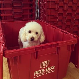 Puppy in Box